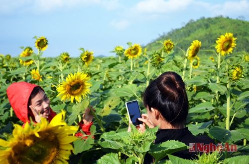 Sức hút loài hoa mặt trời