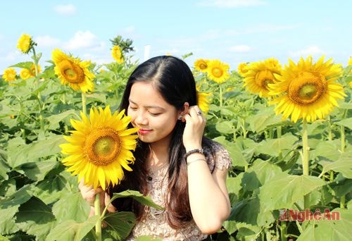 Hàng nghìn người đổ về Nghĩa Đàn chiêm ngưỡng cánh đồng hoa mặt trời