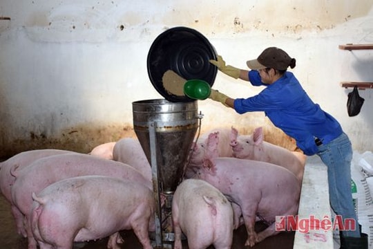 Chủ động phòng dịch bệnh trên đàn vật nuôi