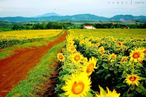 Ngày hội Hoa Hướng Dương: Vì bệnh nhi ung thư