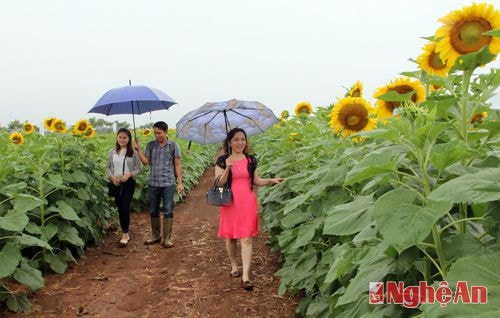 Đội mưa ngắm hoa mặt trời