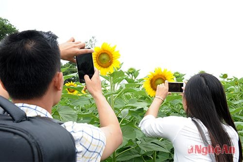 "Săn" ảnh ở cánh đồng hoa hướng dương