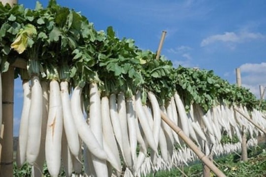 Củ cải trắng - thuốc quý cho sức khỏe mùa đông