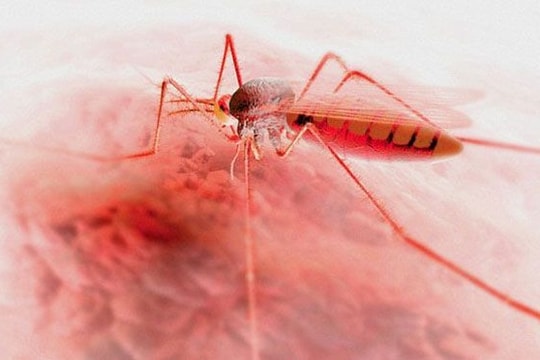 Tạo thành công muỗi đột biến chống bệnh sốt rét