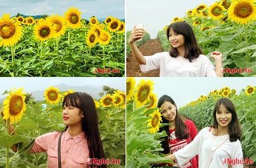 Khoe sắc cùng hoa hướng dương