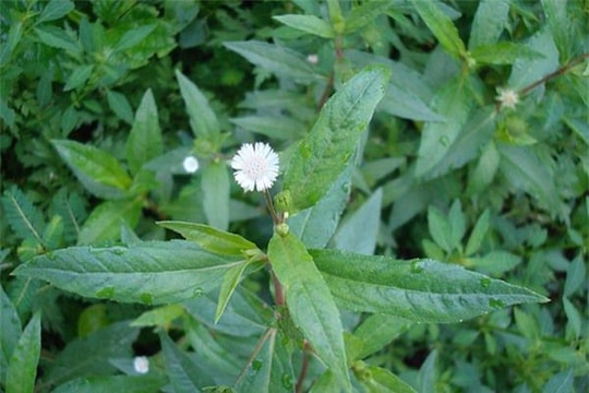 Một số cây thuốc có tác dụng cầm máu