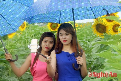 Nở rộ tour ngắm hoa hướng dương dưới 700 ngàn đồng