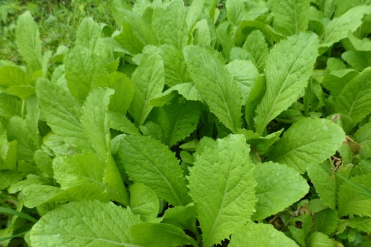 Cải xanh trị ho, tiêu đờm