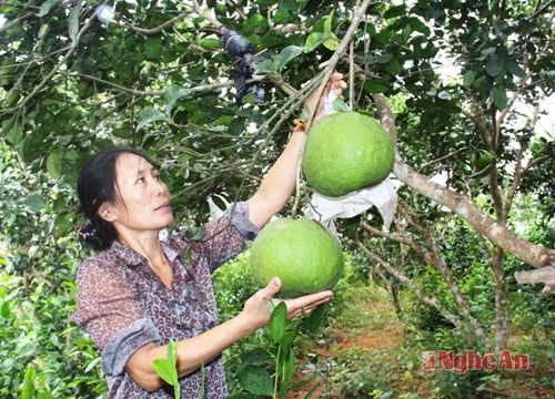 Đặc sản bưởi hồng làm giàu trên đất sỏi