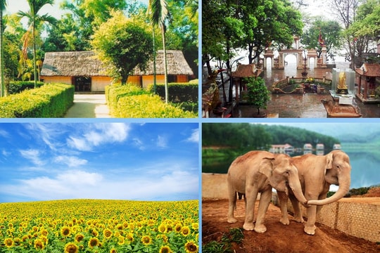 Du lịch mùa Đông cùng cánh đồng hoa Hướng Dương xứ Nghệ