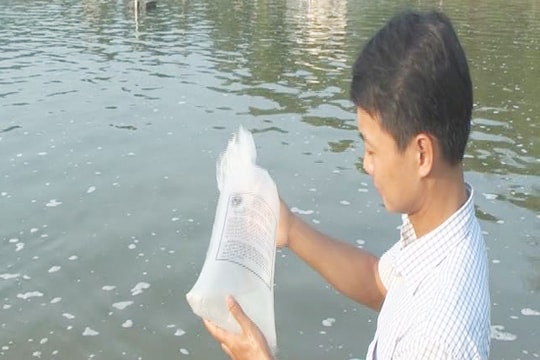 Diễn Châu thả nuôi tôm vụ đông