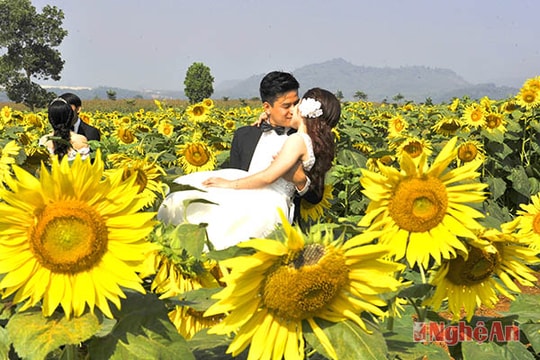 Chụp ảnh cưới trên cánh đồng hoa hướng dương