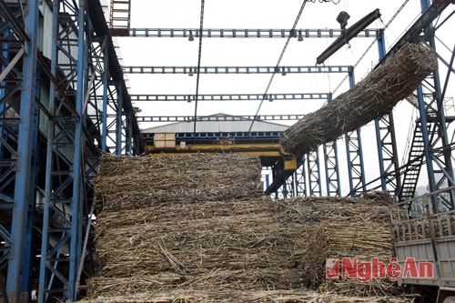 Công ty Cổ phần mía đường  Sông Con tăng giá mua mía