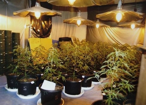 Nhật Bản bắt hai người Việt trồng cần sa