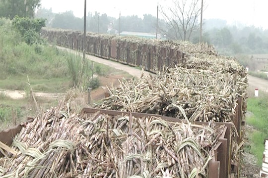 Khoảng 680.000 tấn mía cây cho vụ ép mới của Nhà máy đường Nasu