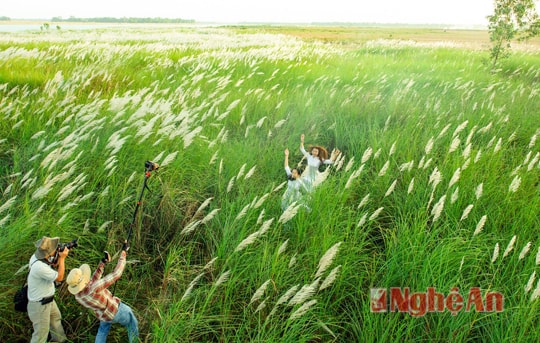 Tuyệt đẹp những cánh đồng hoa xứ Nghệ