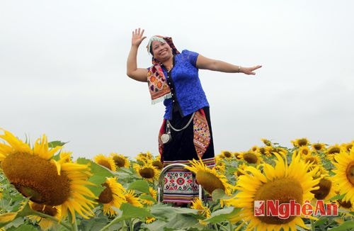 Phụ nữ dân tộc Thái rạng rỡ trên cánh đồng hướng dương