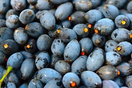 Quả trám trị viêm họng, sốt cao