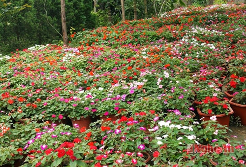 Tết đang về trên các làng hoa