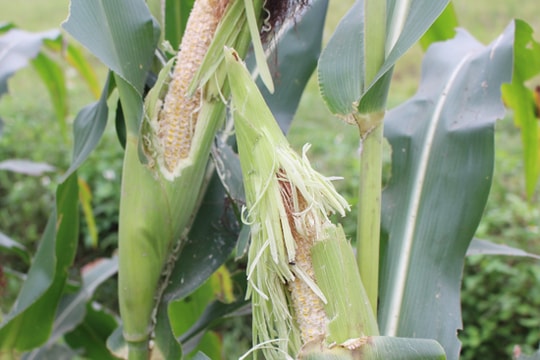 Thuốc diệt chuột giả gây thiệt hại kép cho nông dân Diễn Châu