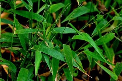 Cỏ lá tre hạ sốt, lợi niệu