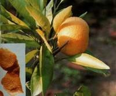 Những bài thuốc chữa ho đơn giản