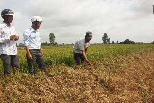 Một số giải pháp xử lý ngộ độc mặn cho cây lúa