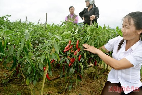 Thoát nghèo từ trồng ớt cay xuất khẩu