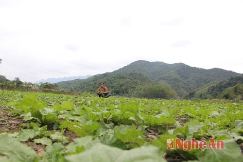 Bản dân tộc Thái trồng rau an toàn