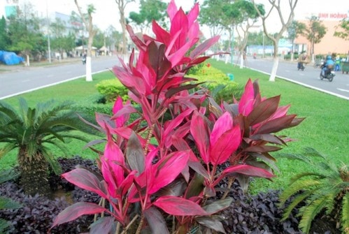 Huyết dụ - Thuốc cầm máu