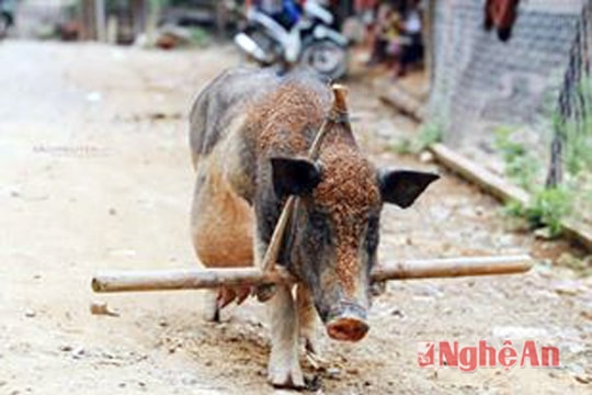 Lợn "đeo gông" của đồng bào vùng cao Nghệ An