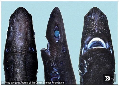 Phát hiện loài cá mập phát sáng trong bóng tối