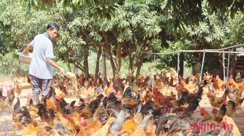 Nuôi lợn "sạch", gà "sạch" nhờ VietGAP