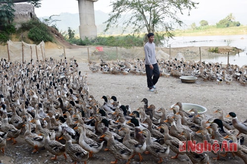 Vịt bầu Quỳ cháy hàng trước Tết