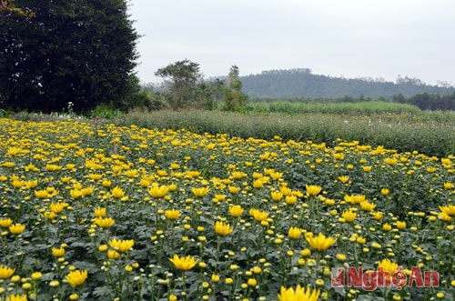 Làng hoa Phủ Quỳ vào Tết