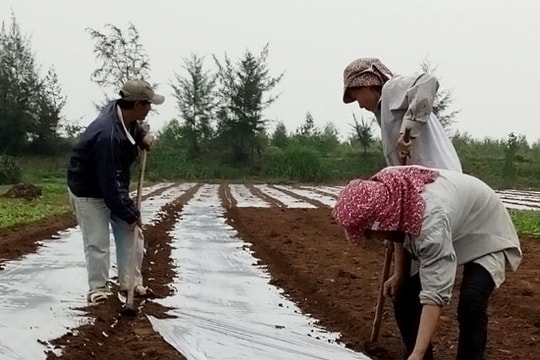 Nông dân Diễn Châu xuống đồng sản xuất lạc xuân