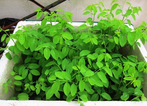 Những người "cấm ăn" rau ngót