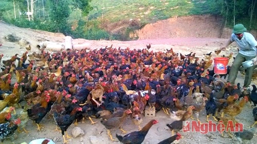 Nuôi gà thảo dược lãi ròng 300 triệu đồng/năm