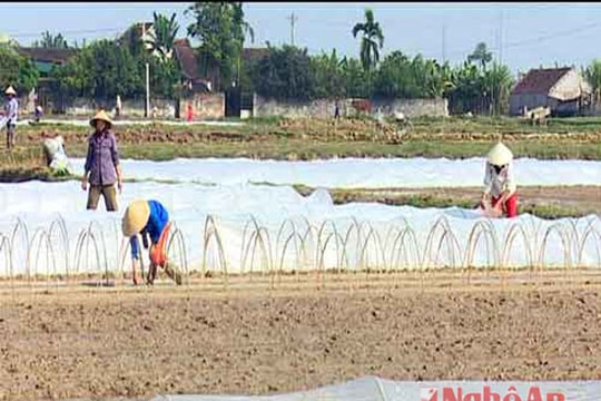 Diễn Châu: 50 ha mạ gieo không đúng lịch thời vụ