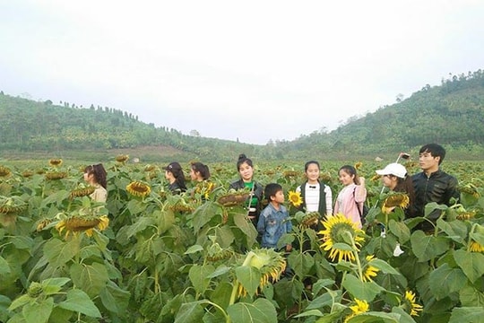 Tạm biệt mùa hoa hướng dương