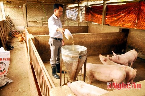 Giá thức ăn chăn nuôi cao do chiết khấu 'hoa hồng' lớn