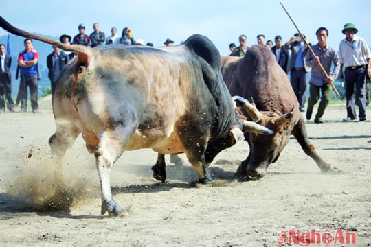 Những pha chọi trâu, bò hấp dẫn ở Kỳ Sơn