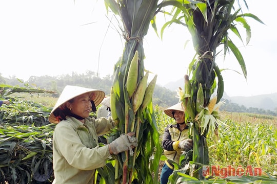 Quỳ Hợp: Thu trên 33 triệu/ha ngô vụ Đông