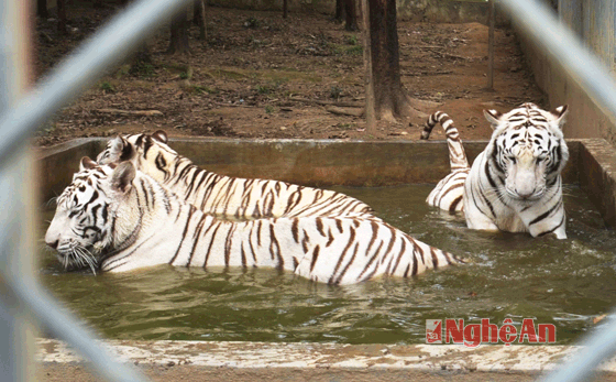 Xem đàn thú của đại gia "điếu cày"