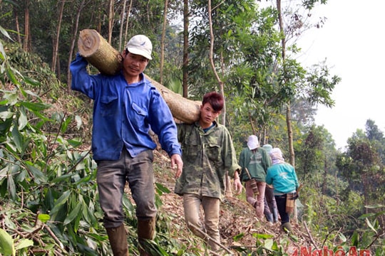 Keo lai được giá