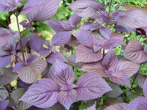 Rau tía tô, vị thuốc chữa nhiều bệnh