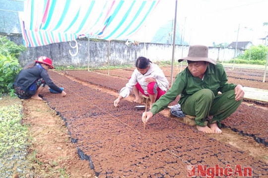 Anh Sơn chuẩn bị 60 vạn cây giống trồng rừng vụ xuân