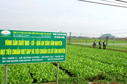 Làng rau Phú Lương (Quỳnh Lưu): Đón nhận chứng nhận VietGAP