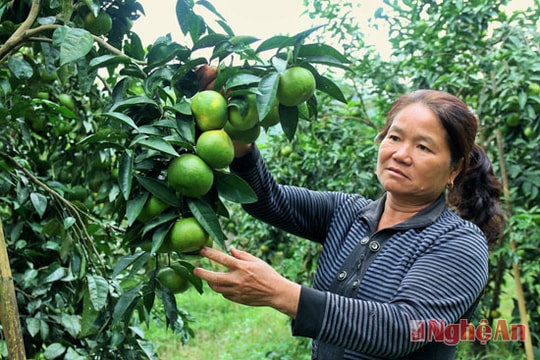 Cam Yên Khê vào vụ Tết