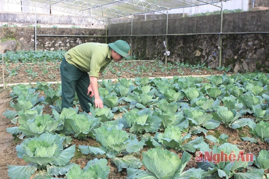 Tăng gia sản xuất ở Đoàn kinh tế quốc phòng 4